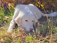 GIN, Hund, Mischlingshund in Griechenland - Bild 2