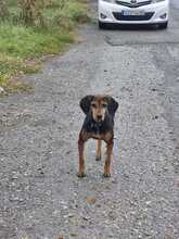 LAIKA, Hund, Mischlingshund in Rostock - Bild 4