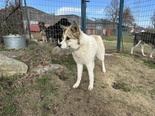 NELLY, Hund, Mischlingshund in Griechenland - Bild 2