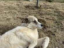 NELLY, Hund, Mischlingshund in Griechenland - Bild 3