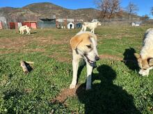 NELLY, Hund, Mischlingshund in Griechenland - Bild 5