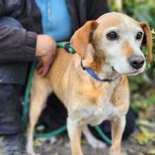 MISI, Hund, Mischlingshund in Ungarn - Bild 1