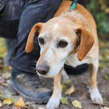 MISI, Hund, Mischlingshund in Ungarn - Bild 4