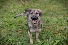 AIKA, Hund, Mischlingshund in Kroatien - Bild 1