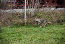 AIKA, Hund, Mischlingshund in Kroatien - Bild 2