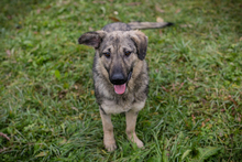 AIKA, Hund, Mischlingshund in Kroatien - Bild 3