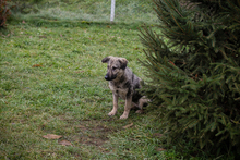 AIKA, Hund, Mischlingshund in Kroatien - Bild 4