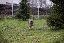 AIKA, Hund, Mischlingshund in Kroatien - Bild 5