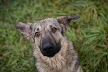 AIKA, Hund, Mischlingshund in Kroatien - Bild 6