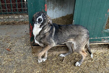 KASI, Hund, Mischlingshund in Kroatien - Bild 2