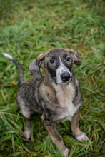 KASI, Hund, Mischlingshund in Kroatien - Bild 3