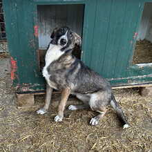 KASI, Hund, Mischlingshund in Kroatien - Bild 5