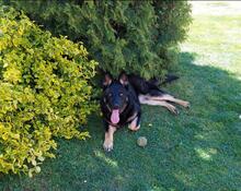 AJA, Hund, Deutscher Schäferhund-Mix in Slowakische Republik - Bild 3