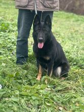 AJA, Hund, Deutscher Schäferhund-Mix in Slowakische Republik - Bild 5