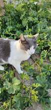 MAGGY, Katze, Europäisch Kurzhaar in Zypern - Bild 2