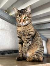 JANE, Katze, Europäisch Kurzhaar in Zypern - Bild 2