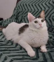 MIKITO, Katze, Europäisch Kurzhaar in Rüdesheim am Rhein