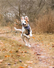 LUCERA, Hund, Mischlingshund in Meinersen - Bild 4