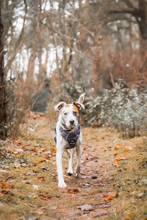 LUCERA, Hund, Mischlingshund in Meinersen - Bild 5