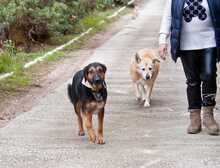 ONO, Hund, Mischlingshund in Griechenland - Bild 11