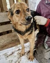 OSCAR, Hund, Mischlingshund in Rumänien - Bild 13