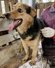 OSCAR, Hund, Mischlingshund in Rumänien - Bild 14