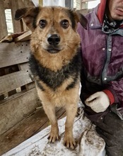 OSCAR, Hund, Mischlingshund in Rumänien - Bild 15