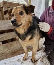 OSCAR, Hund, Mischlingshund in Rumänien - Bild 5