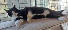 CARMELO, Katze, Europäisch Kurzhaar in Italien - Bild 3