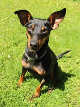 SUSA, Hund, Deutscher Pinscher in Rosenheim - Bild 1