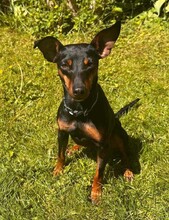 SUSA, Hund, Deutscher Pinscher in Rosenheim - Bild 11