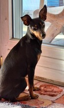 SUSA, Hund, Deutscher Pinscher in Rosenheim - Bild 12
