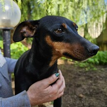 SUSA, Hund, Deutscher Pinscher in Rosenheim - Bild 13