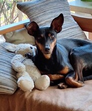 SUSA, Hund, Deutscher Pinscher in Rosenheim - Bild 14