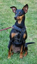 SUSA, Hund, Deutscher Pinscher in Rosenheim - Bild 15