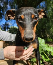 SUSA, Hund, Deutscher Pinscher in Rosenheim - Bild 16