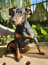 SUSA, Hund, Deutscher Pinscher in Rosenheim - Bild 17