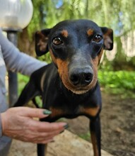 SUSA, Hund, Deutscher Pinscher in Rosenheim - Bild 18