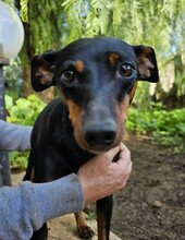 SUSA, Hund, Deutscher Pinscher in Rosenheim - Bild 19