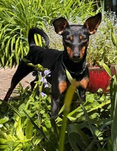 SUSA, Hund, Deutscher Pinscher in Rosenheim - Bild 2