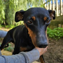 SUSA, Hund, Deutscher Pinscher in Rosenheim - Bild 20