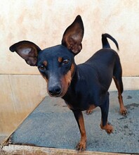 SUSA, Hund, Deutscher Pinscher in Rosenheim - Bild 21
