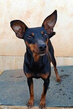 SUSA, Hund, Deutscher Pinscher in Rosenheim - Bild 22