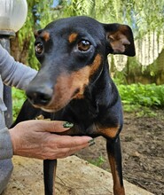 SUSA, Hund, Deutscher Pinscher in Rosenheim - Bild 23