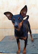 SUSA, Hund, Deutscher Pinscher in Rosenheim - Bild 25