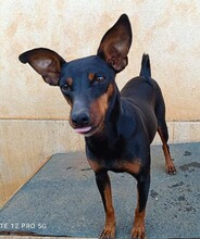 SUSA, Hund, Deutscher Pinscher in Rosenheim - Bild 27