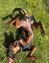 SUSA, Hund, Deutscher Pinscher in Rosenheim - Bild 3