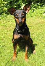 SUSA, Hund, Deutscher Pinscher in Rosenheim - Bild 4