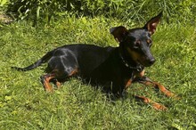 SUSA, Hund, Deutscher Pinscher in Rosenheim - Bild 5