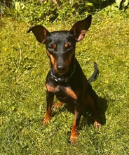 SUSA, Hund, Deutscher Pinscher in Rosenheim - Bild 6